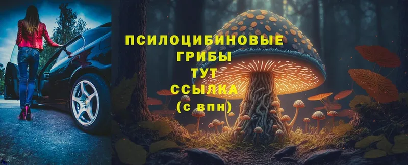 Галлюциногенные грибы Cubensis  Петушки 